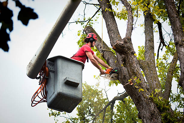 Tree Root Removal in Blythewood, SC